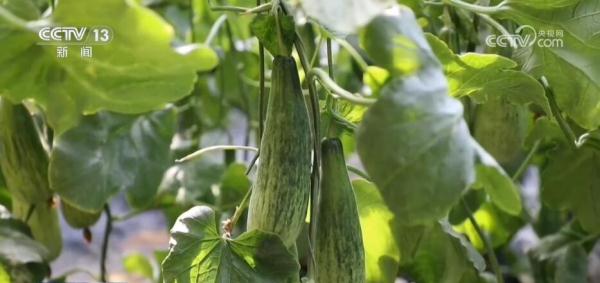 大数据、物联网、传感器 数智化技术推动蔬菜产业高质量发展 大数据、物联网、传感器 数智化技术推动蔬菜产业高质量发展