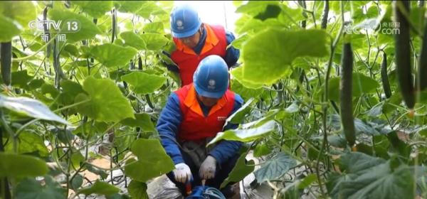 大数据、物联网、传感器 数智化技术推动蔬菜产业高质量发展 大数据、物联网、传感器 数智化技术推动蔬菜产业高质量发展