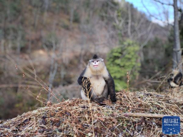 探访密林里的滇金丝猴