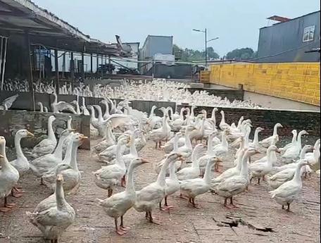 一个冬天消耗近200万只|铁锅炖爆火背后的龙江“鹅经济” 一个冬天消耗近200万只|铁锅炖爆火背后的龙江“鹅经济”