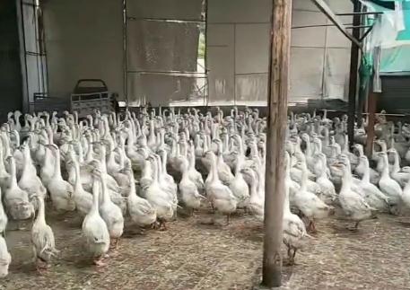 一个冬天消耗近200万只|铁锅炖爆火背后的龙江“鹅经济” 一个冬天消耗近200万只|铁锅炖爆火背后的龙江“鹅经济”