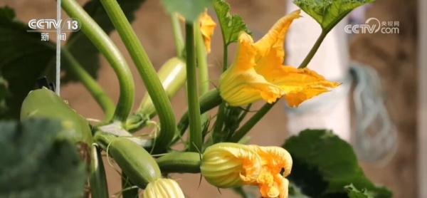 大数据、物联网、传感器 数智化技术推动蔬菜产业高质量发展 大数据、物联网、传感器 数智化技术推动蔬菜产业高质量发展