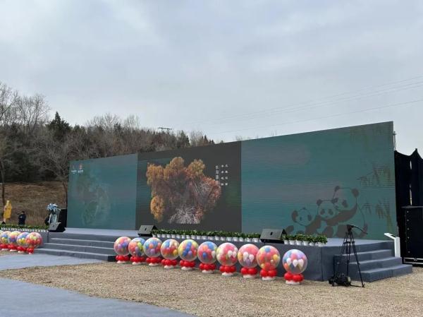 顶流来了!50只大熊猫将来北京 顶流来了!50只大熊猫将来北京