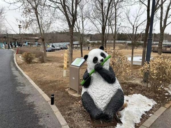 顶流来了!50只大熊猫将来北京 顶流来了!50只大熊猫将来北京