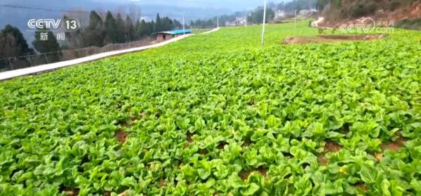 大数据、物联网、传感器 数智化技术推动蔬菜产业高质量发展 大数据、物联网、传感器 数智化技术推动蔬菜产业高质量发展