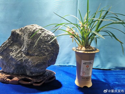 2000盆兰花亮相重庆园博园