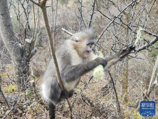 探访密林里的滇金丝猴