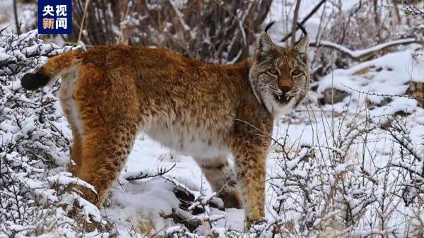 超“凶猛”大猫来了！两只猞猁霸气巡山雪地捕食