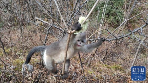 探访密林里的滇金丝猴