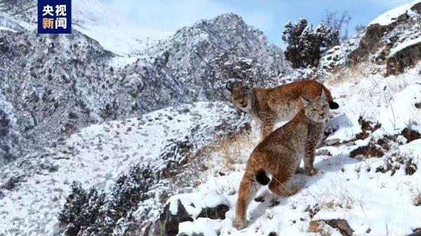 超“凶猛”大猫来了！两只猞猁霸气巡山雪地捕食