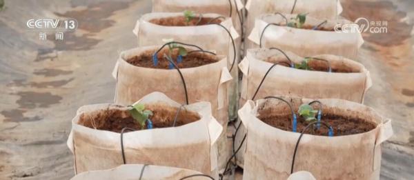 大数据、物联网、传感器 数智化技术推动蔬菜产业高质量发展 大数据、物联网、传感器 数智化技术推动蔬菜产业高质量发展