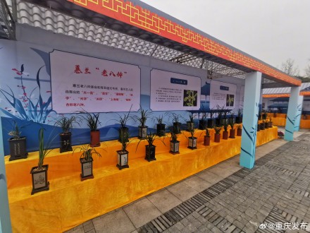 2000盆兰花亮相重庆园博园