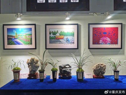 2000盆兰花亮相重庆园博园