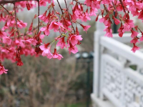 武汉樱花开了!这里可观赏→ 武汉樱花开了!这里可观赏→