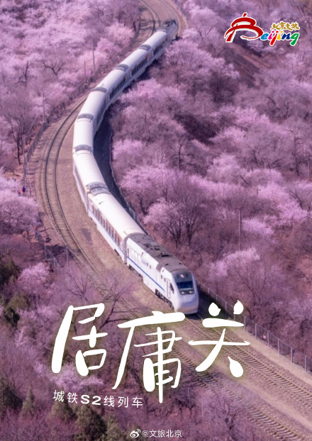 已经开始期待北京春天的樱花了