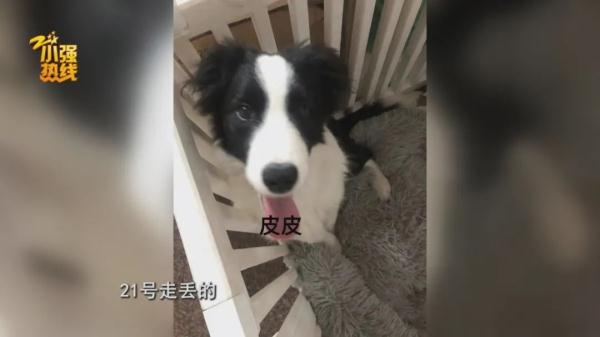 求扩散!今天我们来寻找一条精神抚慰犬,它意义非凡… 求扩散!今天我们来寻找一条精神抚慰犬,它意义非凡…