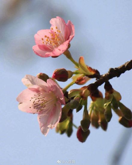 春天来了！无锡鼋头渚早樱迎春绽放