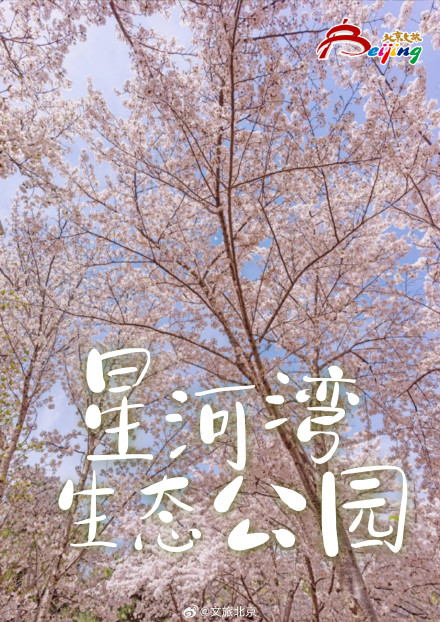 已经开始期待北京春天的樱花了