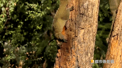 500多万人围观!昆“夹子音”大爹把野生松鼠喂成“宠物”,火了! 500多万人围观!昆“夹子音”大爹把野生松鼠喂成“宠物”,火了!