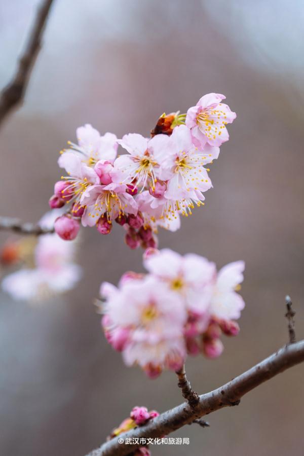 武汉樱花开了!这里可观赏→ 武汉樱花开了!这里可观赏→