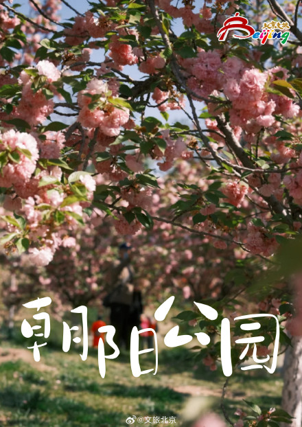 已经开始期待北京春天的樱花了