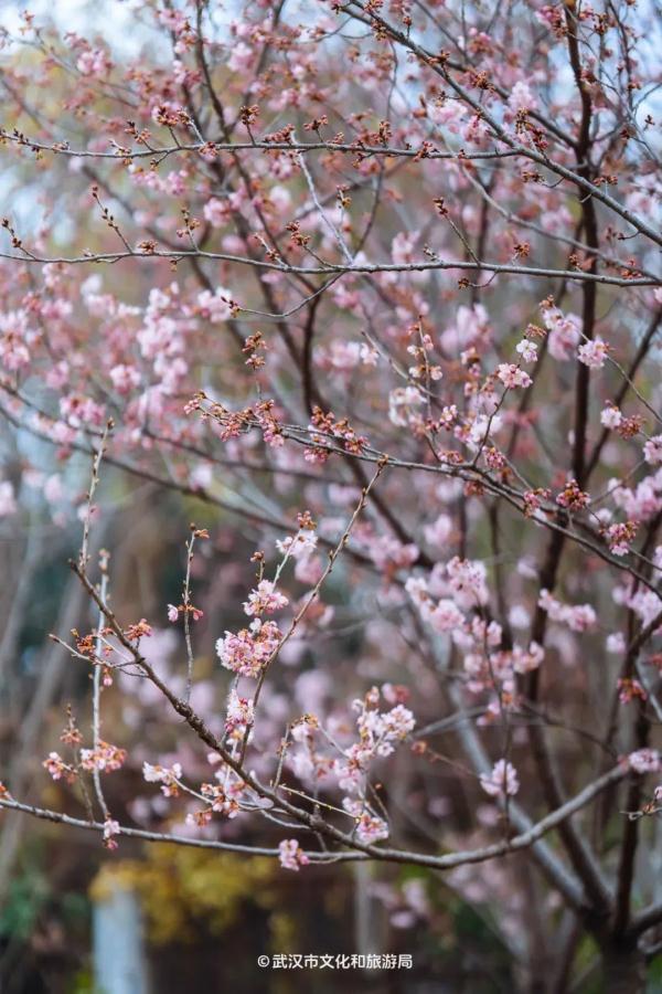 直冲18℃!武汉樱花已经开三波了? 直冲18℃!武汉樱花已经开三波了?