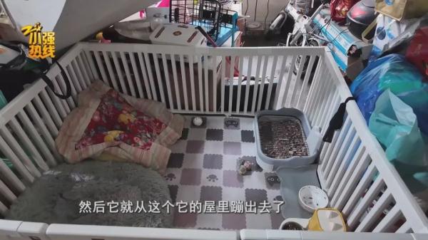 求扩散!今天我们来寻找一条精神抚慰犬,它意义非凡… 求扩散!今天我们来寻找一条精神抚慰犬,它意义非凡…