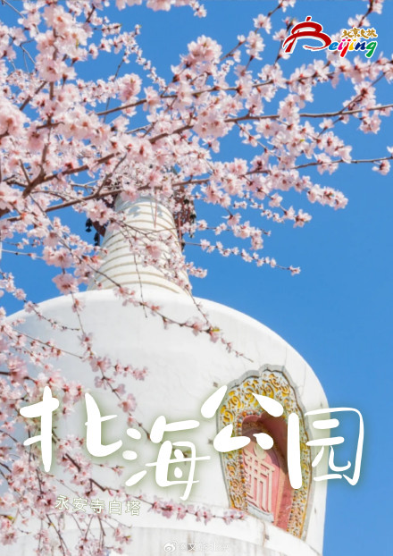 已经开始期待北京春天的樱花了