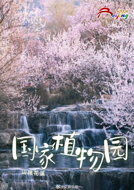 已经开始期待北京春天的樱花了