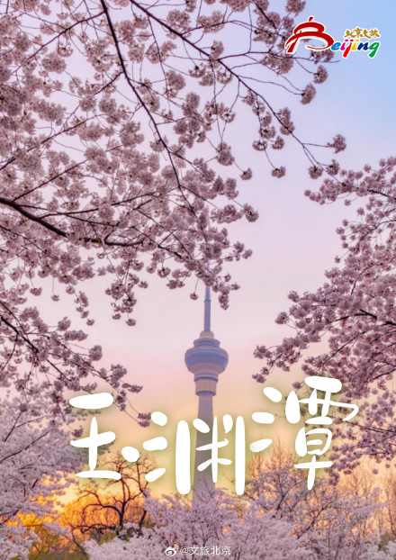 已经开始期待北京春天的樱花了