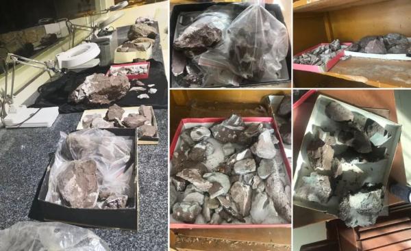 古生物学家耗时七八年,修复了两只“坦克龙” 古生物学家耗时七八年,修复了两只“坦克龙”