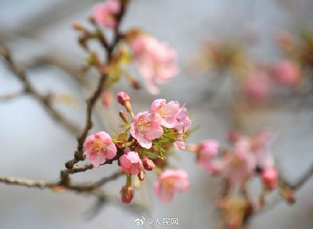 春天来了！无锡鼋头渚早樱迎春绽放