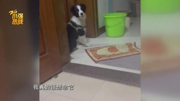 求扩散!今天我们来寻找一条精神抚慰犬,它意义非凡… 求扩散!今天我们来寻找一条精神抚慰犬,它意义非凡…