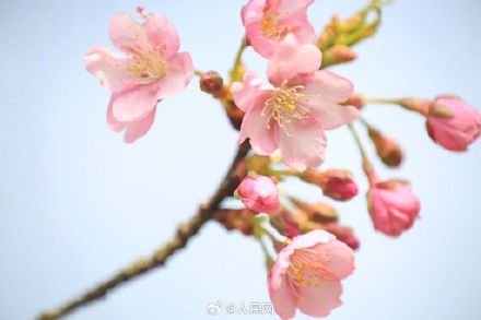 春天来了！无锡鼋头渚早樱迎春绽放