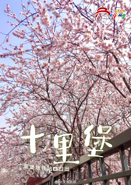 已经开始期待北京春天的樱花了
