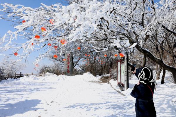 诗意中国丨白雪却嫌春色晚，故穿庭树作飞花