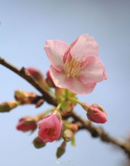 春天来了！无锡鼋头渚早樱迎春绽放