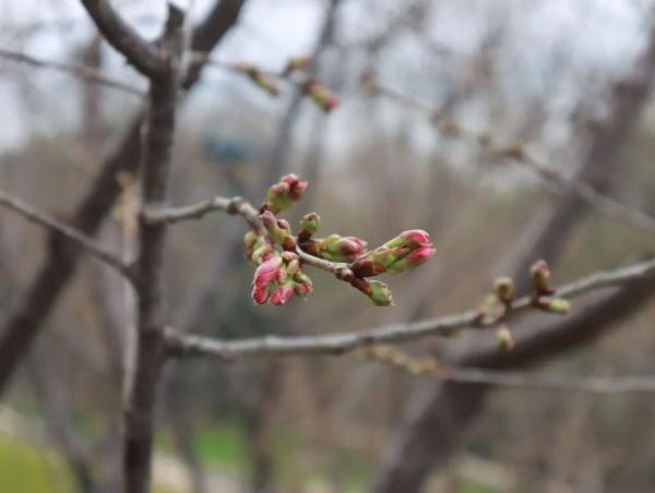 武汉樱花开了!这里可观赏→ 武汉樱花开了!这里可观赏→