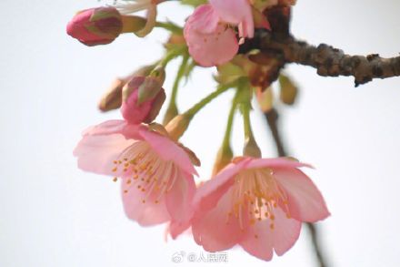 春天来了！无锡鼋头渚早樱迎春绽放