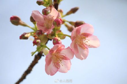 春天来了！无锡鼋头渚早樱迎春绽放