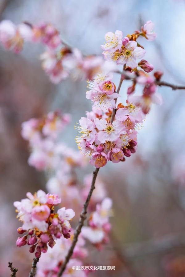 直冲18℃!武汉樱花已经开三波了? 直冲18℃!武汉樱花已经开三波了?