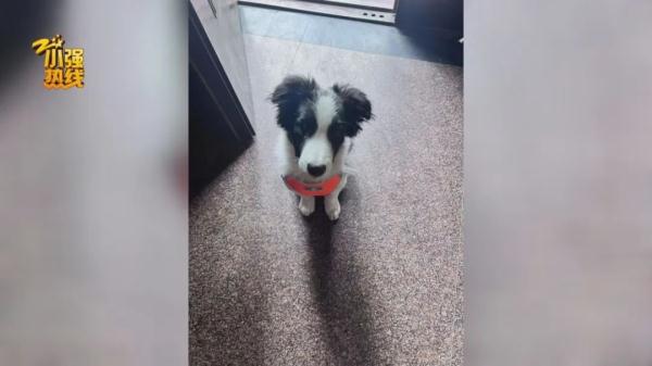 求扩散!今天我们来寻找一条精神抚慰犬,它意义非凡… 求扩散!今天我们来寻找一条精神抚慰犬,它意义非凡…