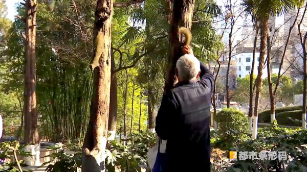 500多万人围观!昆“夹子音”大爹把野生松鼠喂成“宠物”,火了! 500多万人围观!昆“夹子音”大爹把野生松鼠喂成“宠物”,火了!