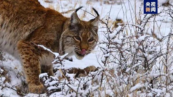 青海玉树：猞猁霸气巡山雪地捕食