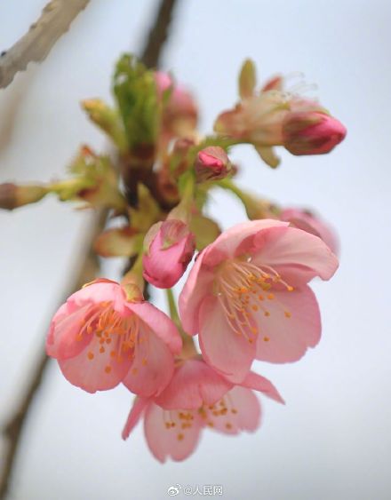 春天来了！无锡鼋头渚早樱迎春绽放