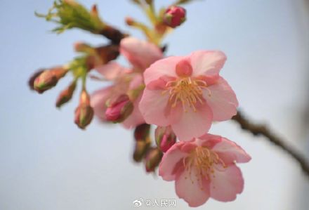 春天来了！无锡鼋头渚早樱迎春绽放