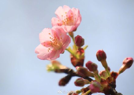 春天来了！无锡鼋头渚早樱迎春绽放