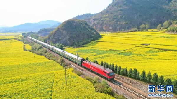 “赏花专列”开进云南罗平油菜花海