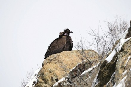 山西庞泉沟国家级自然保护区首次发现成群秃鹫