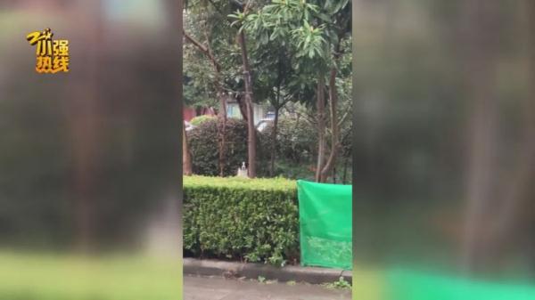 求扩散!今天我们来寻找一条精神抚慰犬,它意义非凡… 求扩散!今天我们来寻找一条精神抚慰犬,它意义非凡…